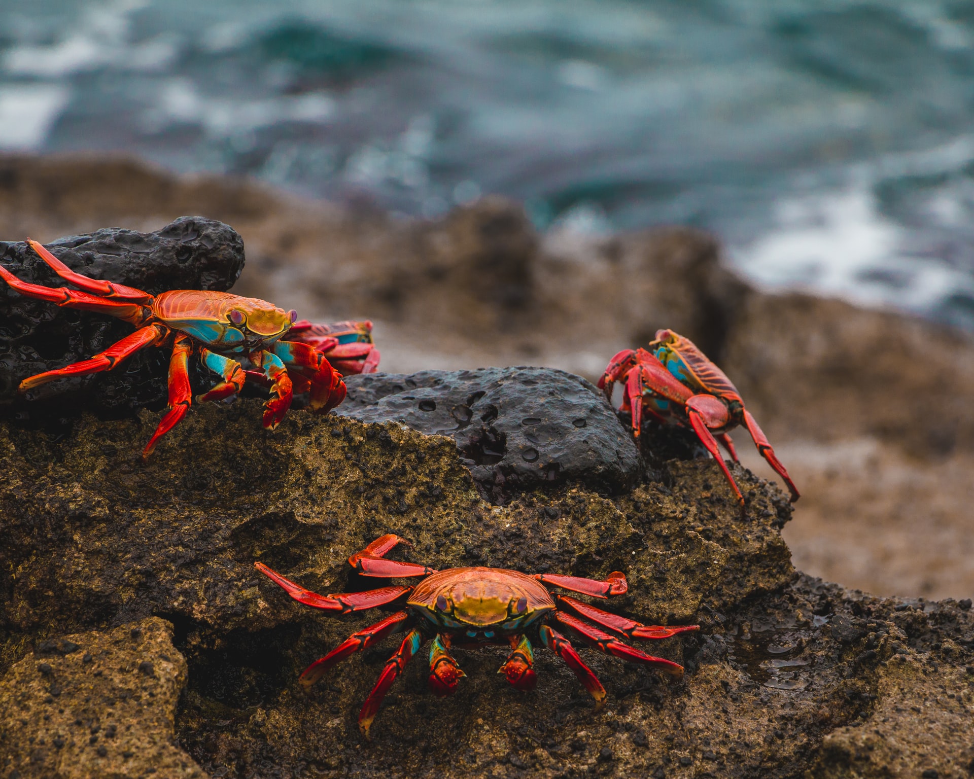 Three red crabs on a rock