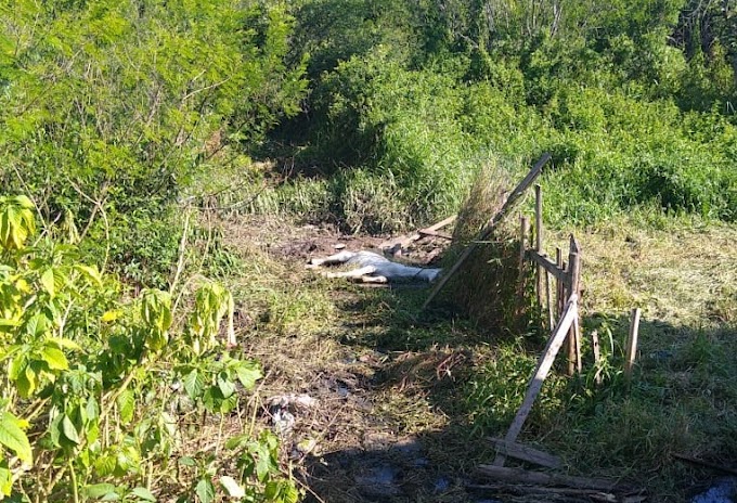 GRAVATAÍ: Cavalo vítima de maus-tratos é resgatado pela Guarda Municipal