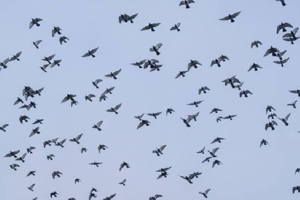 Do sparrows migrate?