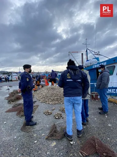 Incautan almejas en Quellón