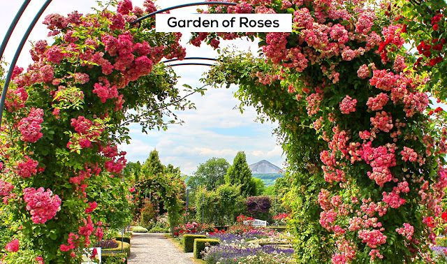 Garden of Roses