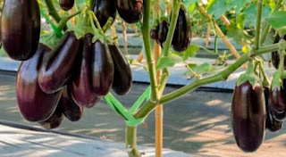 How to grow Eggplant :sow,Watering and harvesting
