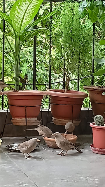 गिलहरी  (Squirrels, Gilhari)