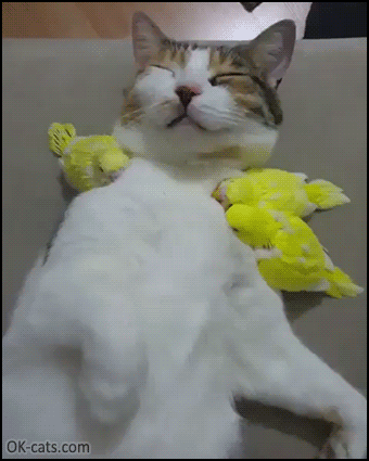 Amazing Cat GIF • Cute sleepy cat et 3 yellow birds snuggle all together Purrfect and pawesome interspecies Love ♥ [ok-cats.com]