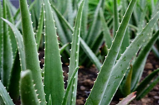 gambar tanaman lidah buaya aloe vera