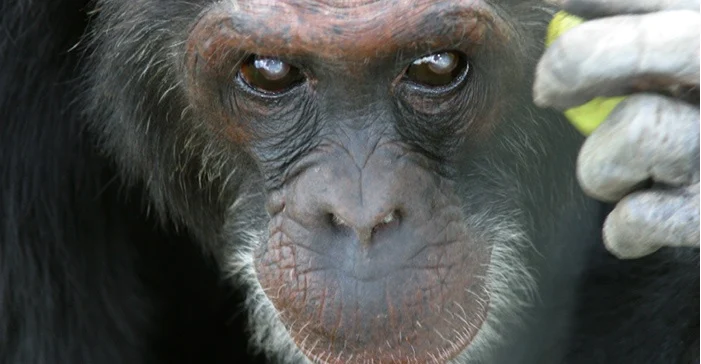 Planet of the Apes? China, Russia tried to create chimp-human hybrids