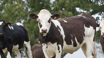 A brief overview of Leptospirosis in Cows
