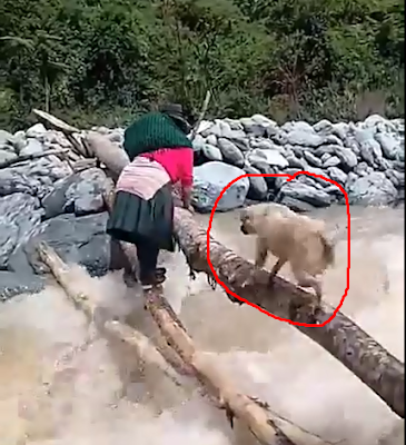  Río se lleva perrito cuando intentaba pasarlo con su dueña  