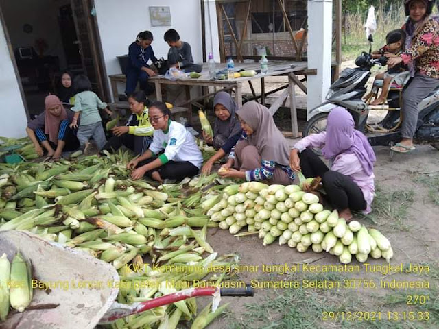 KWT sinar Tungkal antuasias Panen raya jagung 800kg