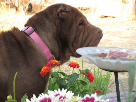 Coco the Shar-Pei