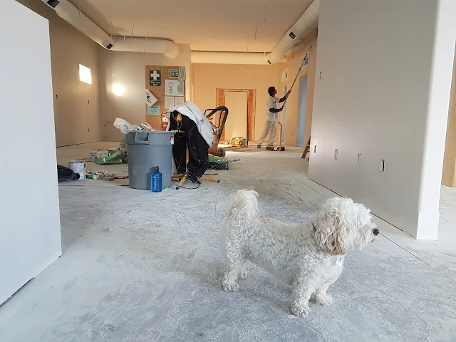 A big room under renovation with a small white dog in focus