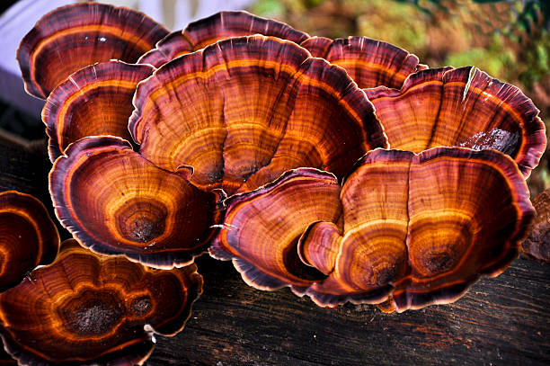 Ganoderma Muhsroom Benefits | Scope Of Reishi Mushroom| Ganoderma Benefits