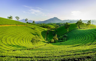 jenis jenis teh di indonesia