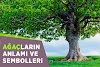 Ağaçların Anlamı ve Sembolleri