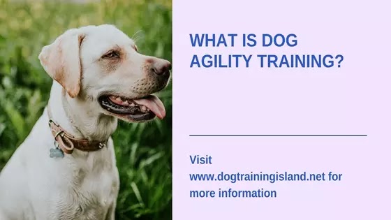 Dog Agility Training?