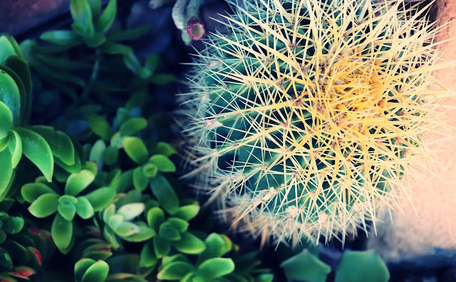 Barrel Cactus