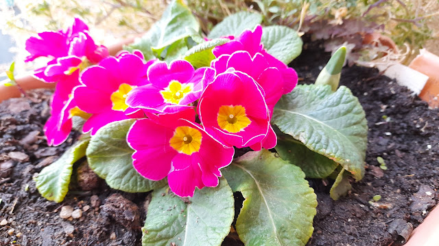 Cuaderno de campo de una Jardinera día nº 4: "Resultados limpieza y abonado de la prímula".