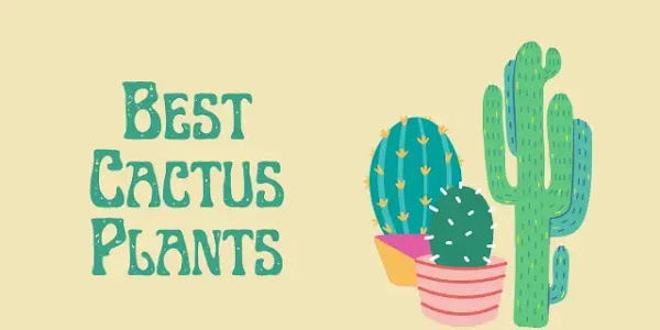 Best Cactus plants for Indoor Planting-Plantilia