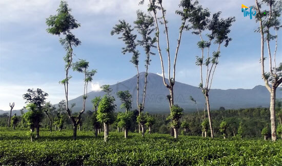 Prakiraan Cuaca Kecamatan Moga, Info Cuaca Kecamatan Moga, Kecamatan Pulosari