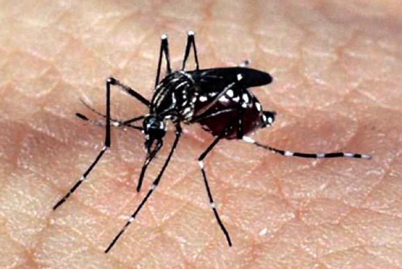 Maranhão registrou apenas 934 casos de dengue em 2021