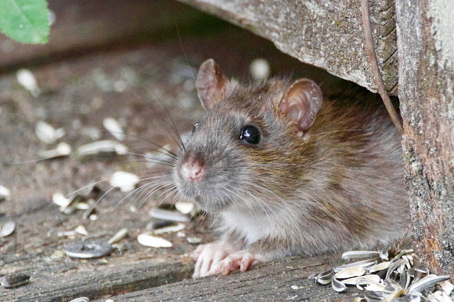 menghilangkan tikus di plafon