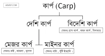 কার্প কয় প্রকার ও কি কি ?