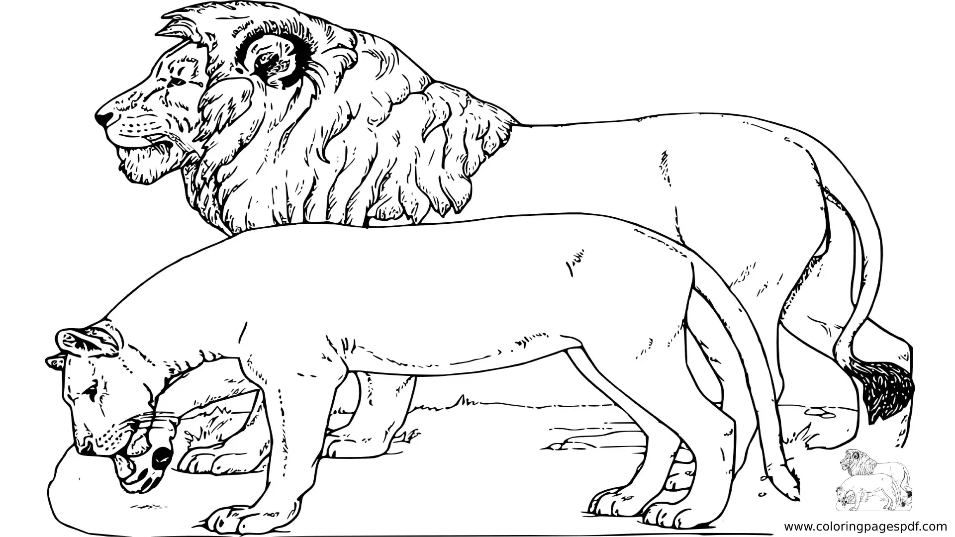 Coloring Pages Of A Lion And A Lioness