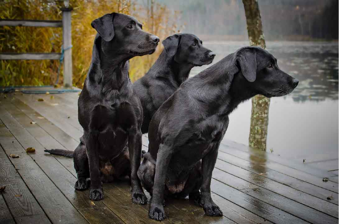 Dressage des chiens de chasse: Premières étapes pour transformer votre chiot en partenaire de chasse