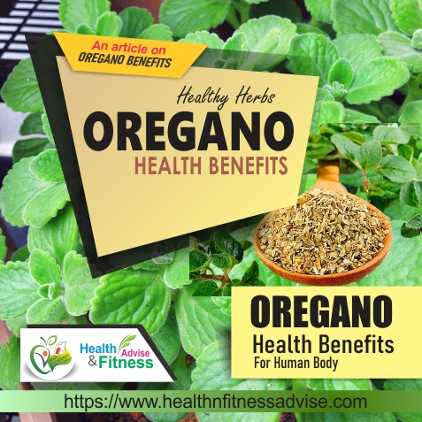 Oregano Health Benefits For Humans Dried Oregano, HealthnFitnessAdvise