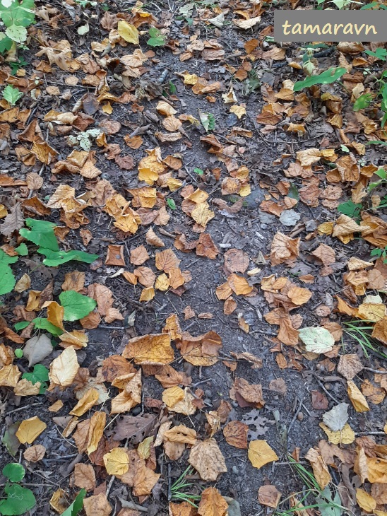 Опавшие листья клёна зелёнокорого (Acer tegmentosum)