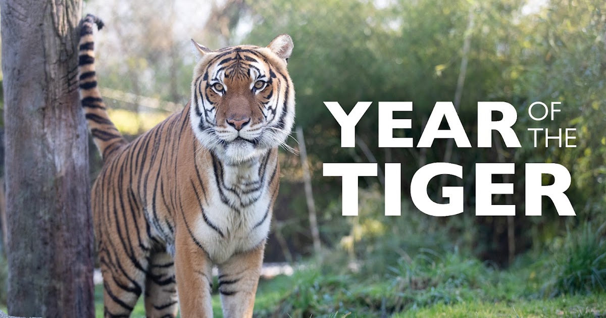 Bengal Tiger, Sumatran Tiger & Siberian Tiger Comparison - Tiger Safari  India Blog