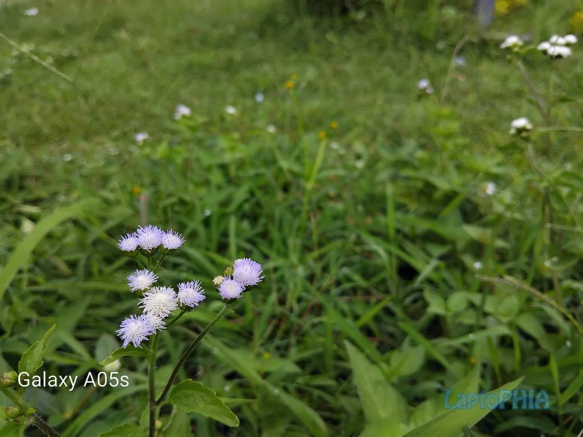 Hasil Foto Kamera Samsung Galaxy A05s