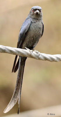 Ashy Drongo