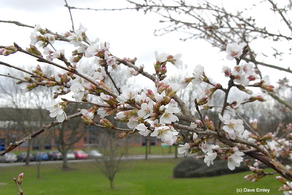 Prunus incisa 'Praecox'