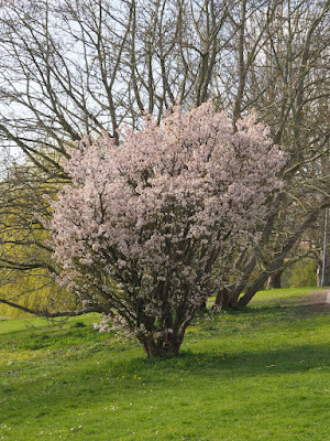 Вишня ниппонская (Prunus nipponica, =Cerasus nipponica)