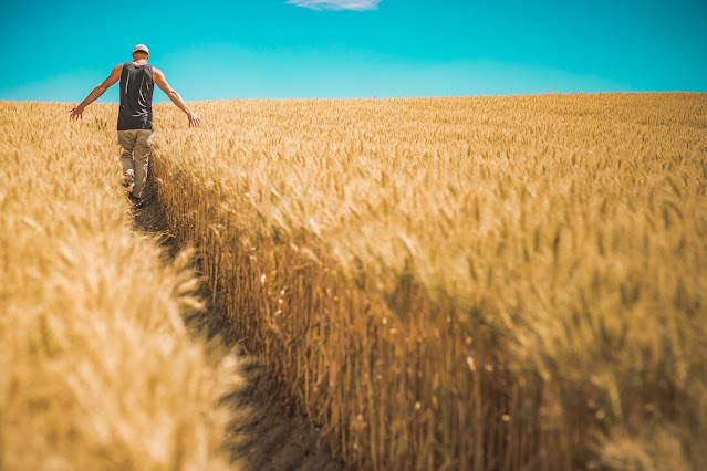 wheat price