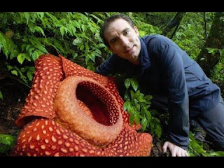 Rafflesia sp.