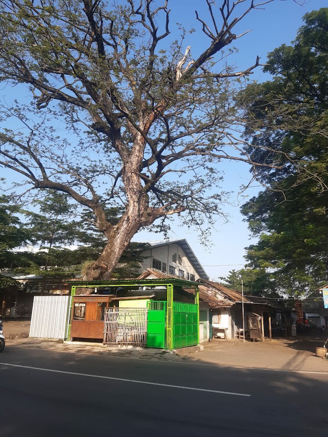 Rencana Pemotongan Pohon Trembesi Di Pasar Grati oleh Dinas BMBK Tanpa Adanya Koordinasi