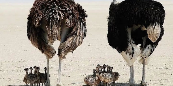 Can ostriches live in the cold?