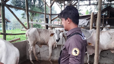 Koperasi KMP KITA Bantu Pemerintah Melalui Ketersediaan Sapi Potong