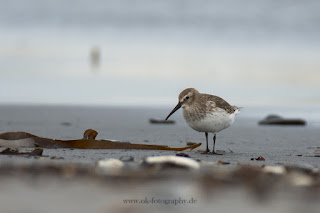 Wildlifefotografie Helgoland Düne Meerstrandläufer Alpenstrandläufer