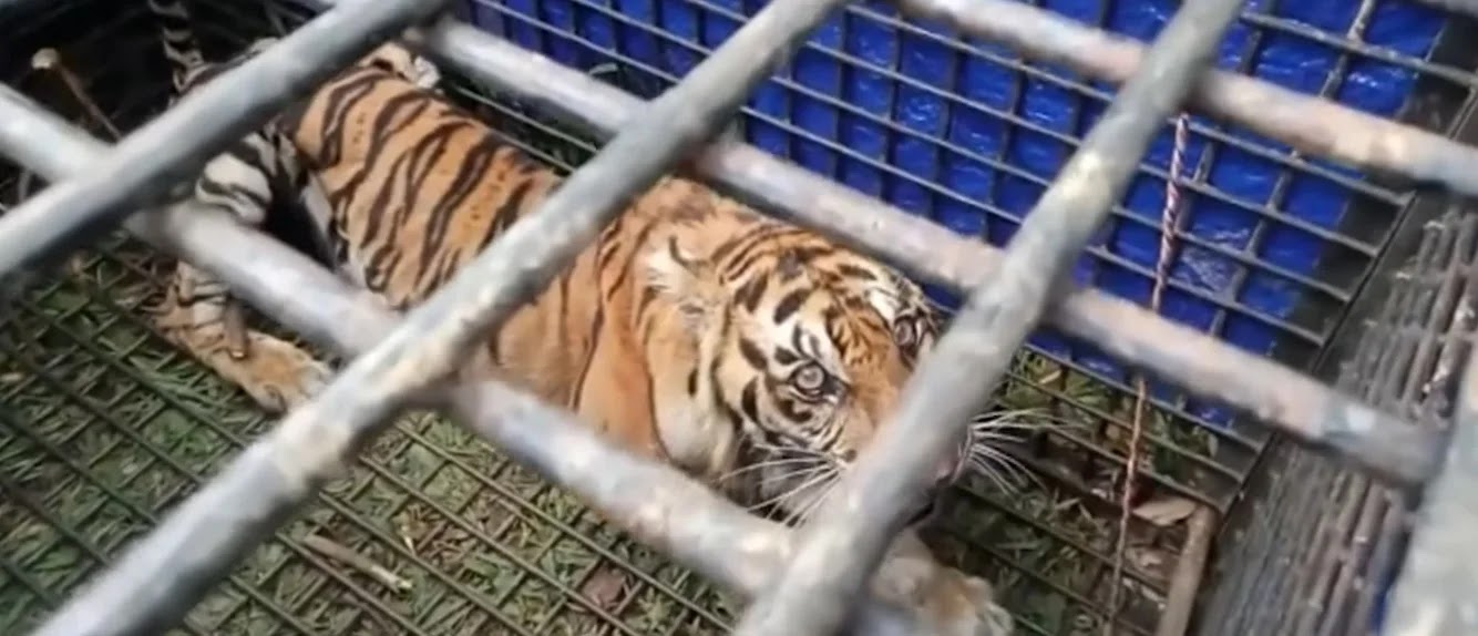 captured sumatran tiger that killed two people in Jambi
