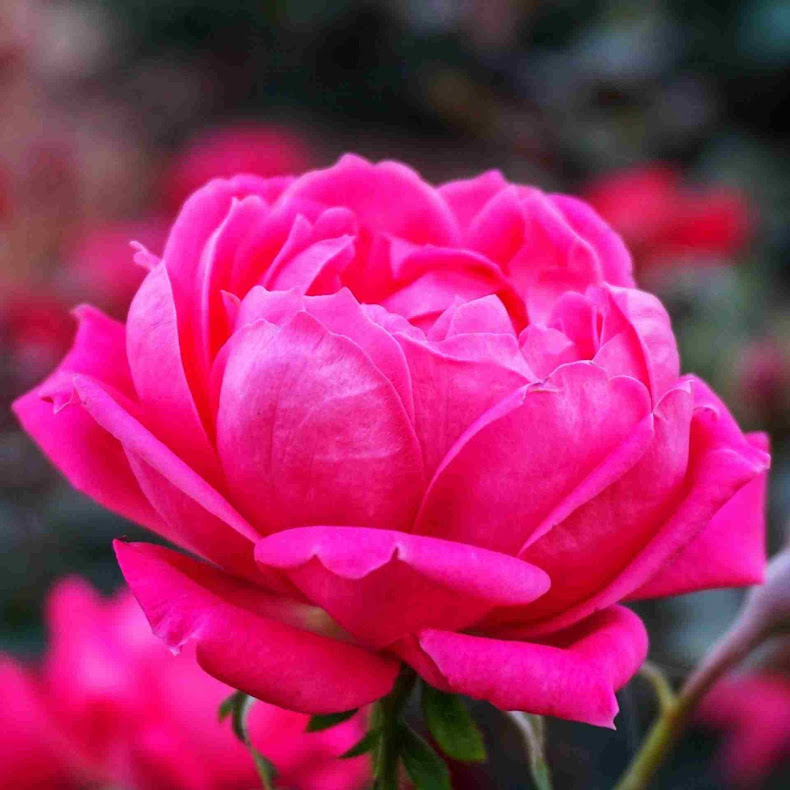Pink Rose DP Pic