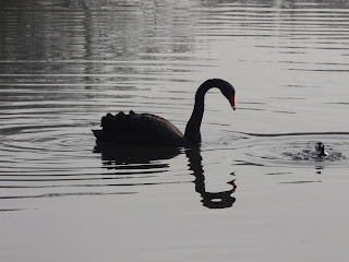 Black Swan