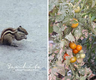 Squirrel feeding on the terrace