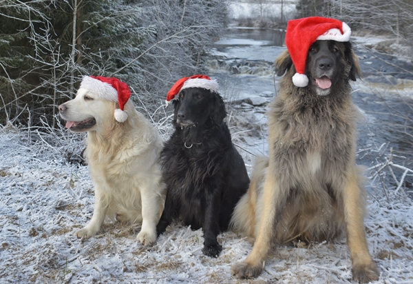 leonberger golden retriever flat coated retriever