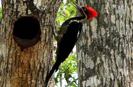 Pájaro carpintero y otras 22 especies son declaradas extintas en EU