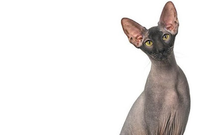 Sejarah Ras Kucing Peterbald