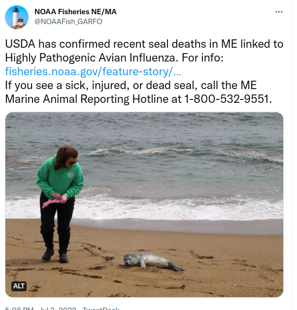 Unusual' seal deaths in Maine linked to avian flu