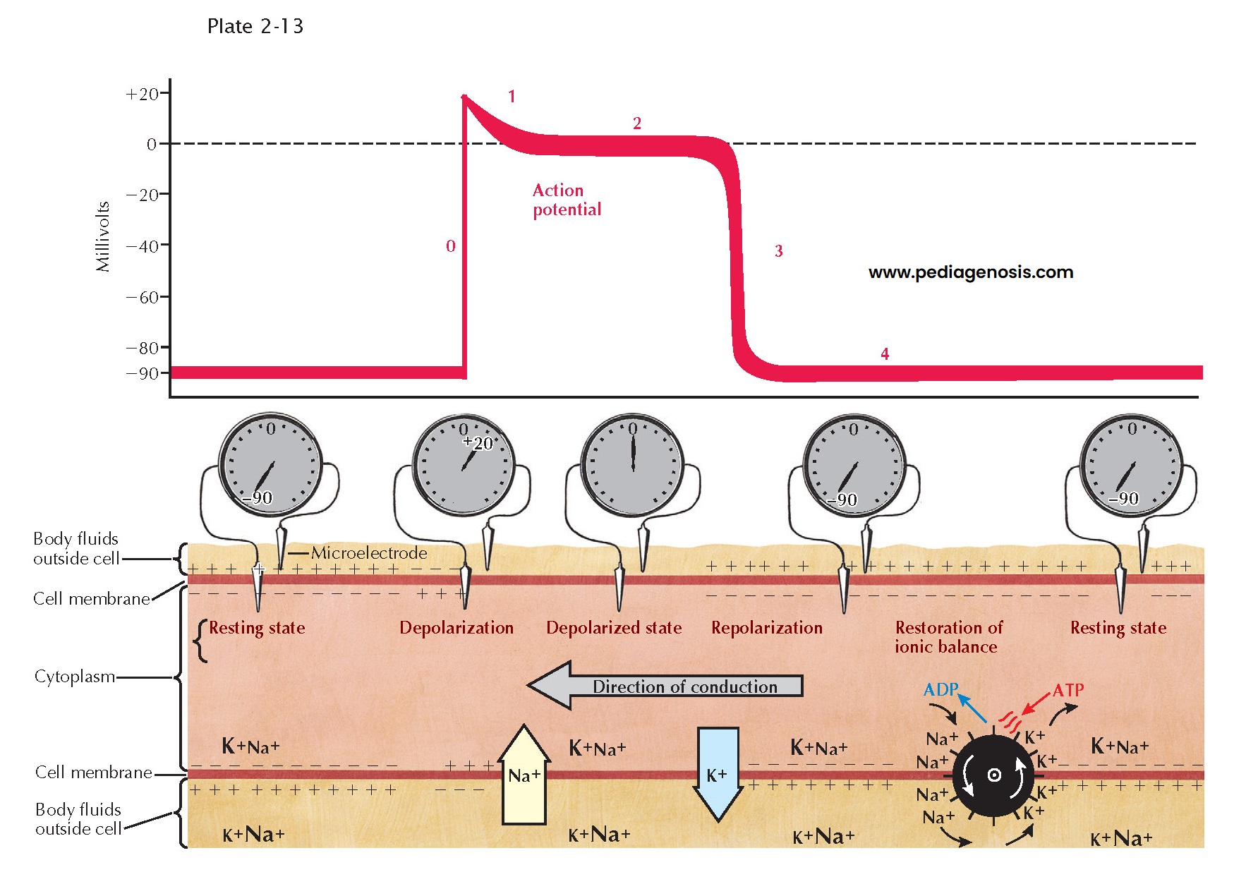 PHYSIOLOGY OF SPECIALIZED CONDUCTION SYSTEM